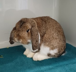 Franz – Widder-Kaninchen, männlich, 70195 Stuttgart-Botnang – zur Adoption