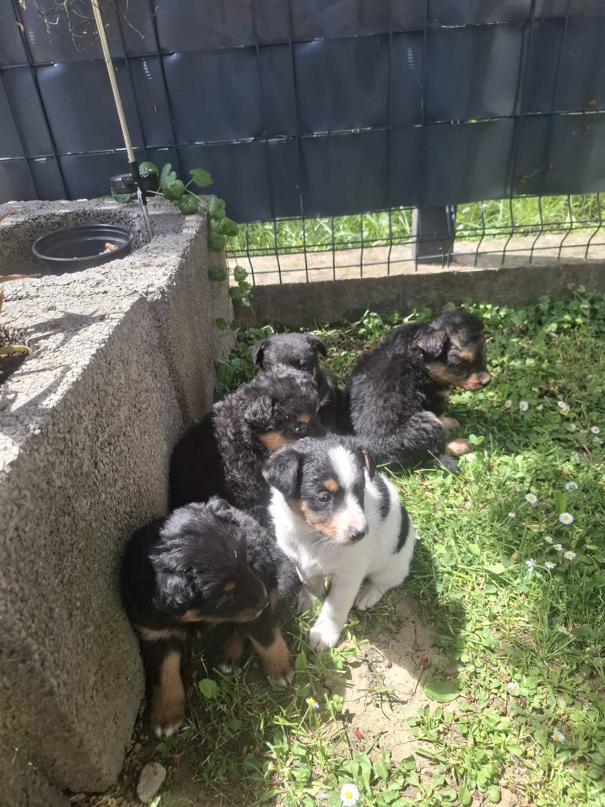 Murmel – Hund, männlich, 2 Monate, Nordic Strays e.V. – zur Adoption