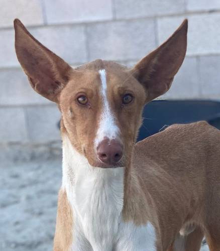 Jasper – Podenco, männlich, 3 Jahre, 65520 Bad Camberg – zur Adoption