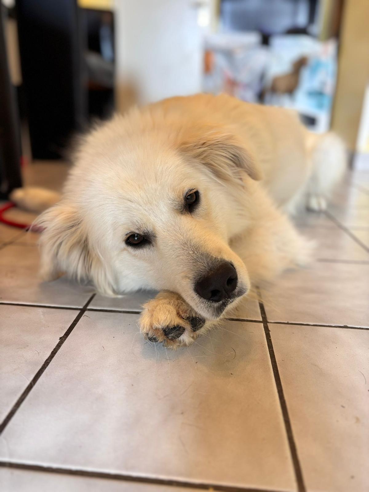Medolin – Hund, männlich, Nordic Strays e.V. – zur Adoption