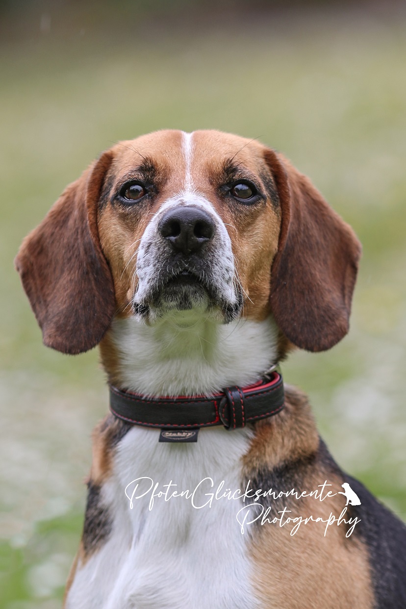 Timo – Beagle-JRT-Mix, männlich, 6 Jahre, 8 Monate, 50969 Köln-Zollstock – zur Adoption