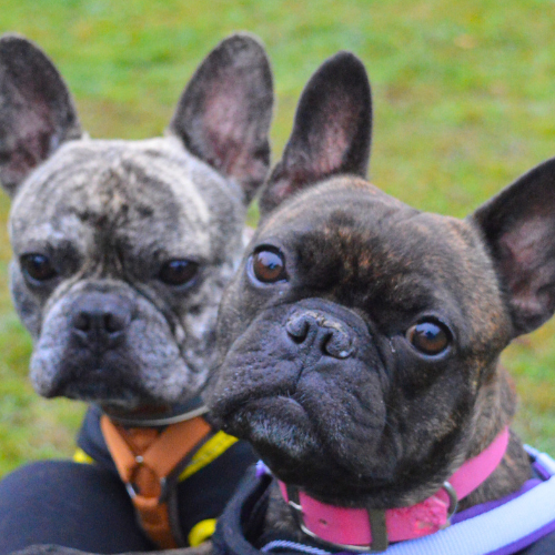 Carlos und Elvis
