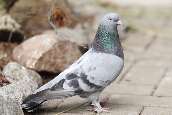 Dreckspatz