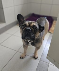 Elli