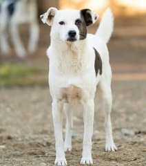 Delsey – Hund, männlich, 50823 Köln – zur Adoption