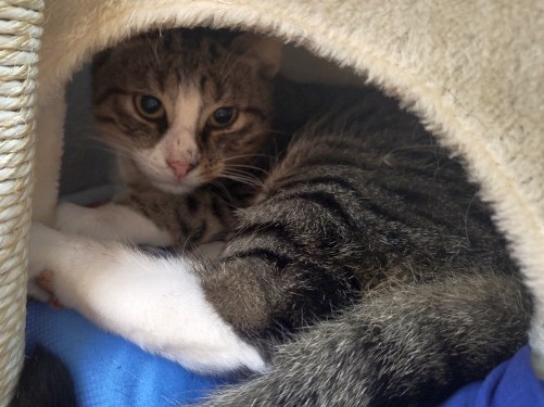 Ahab – Katze, männlich, 5 Monate, 32758 Detmold – zur Adoption
