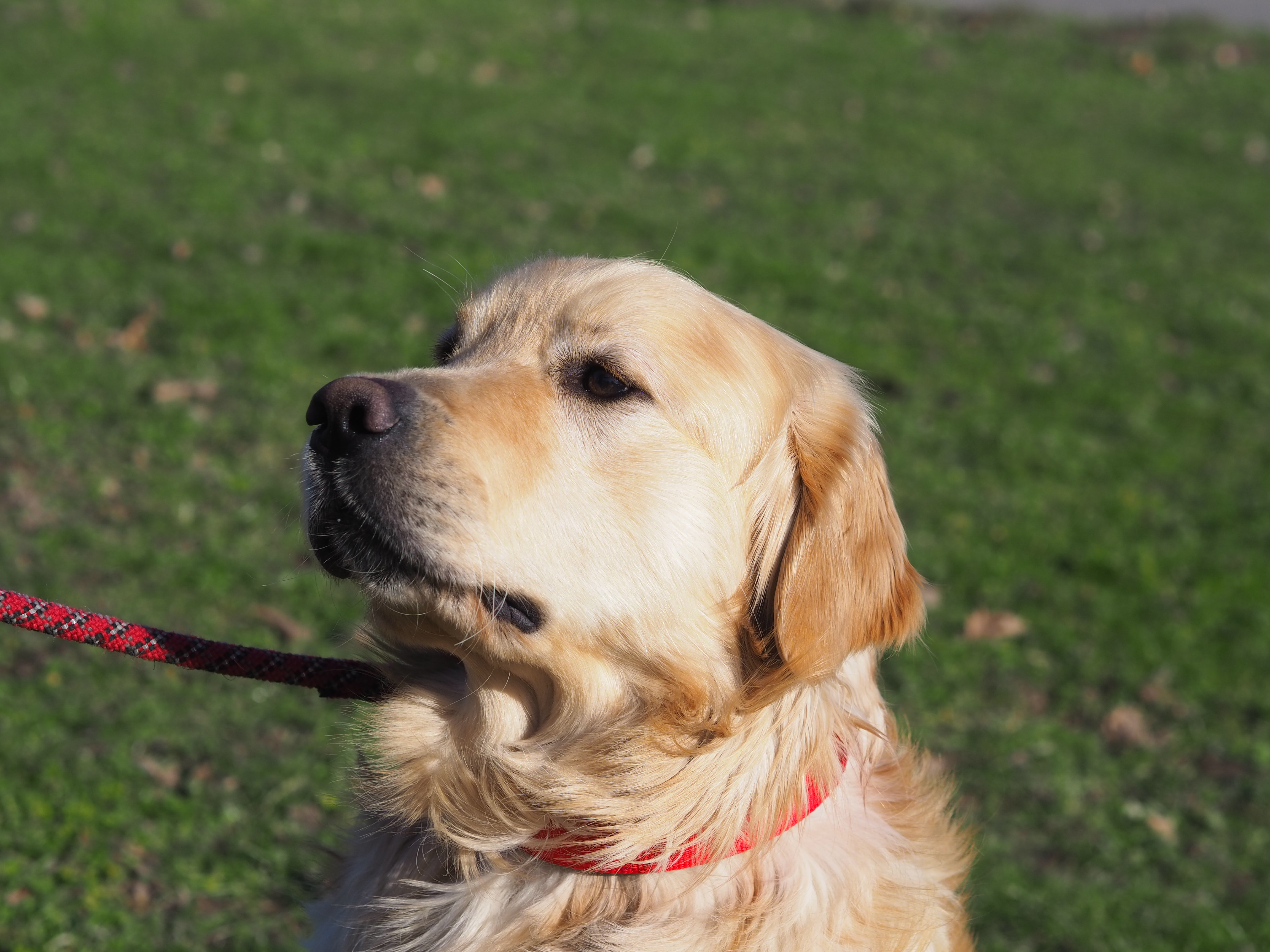 Nelson – Golden Retriever, männlich, 3 Jahre, 50969 Köln-Zollstock – zur Adoption