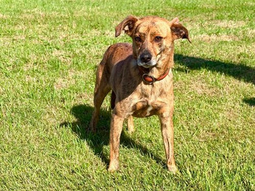 Tigrincs – Hund, weiblich, 2 Jahre, 32758 Detmold – zur Adoption