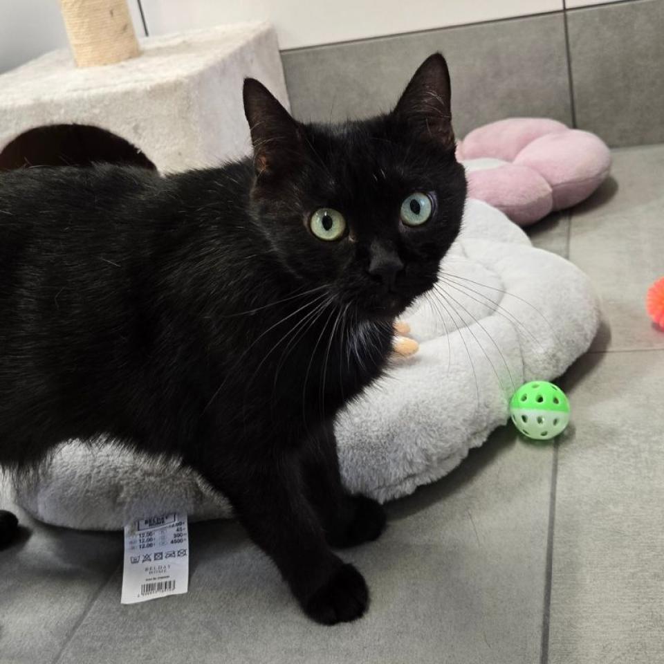 Naty – Europäisch Kurzhaar, weiblich, 45141 Essen – zur Adoption