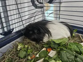Marley