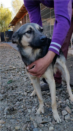 Alvin – Hund, männlich, 50823 Köln – zur Adoption