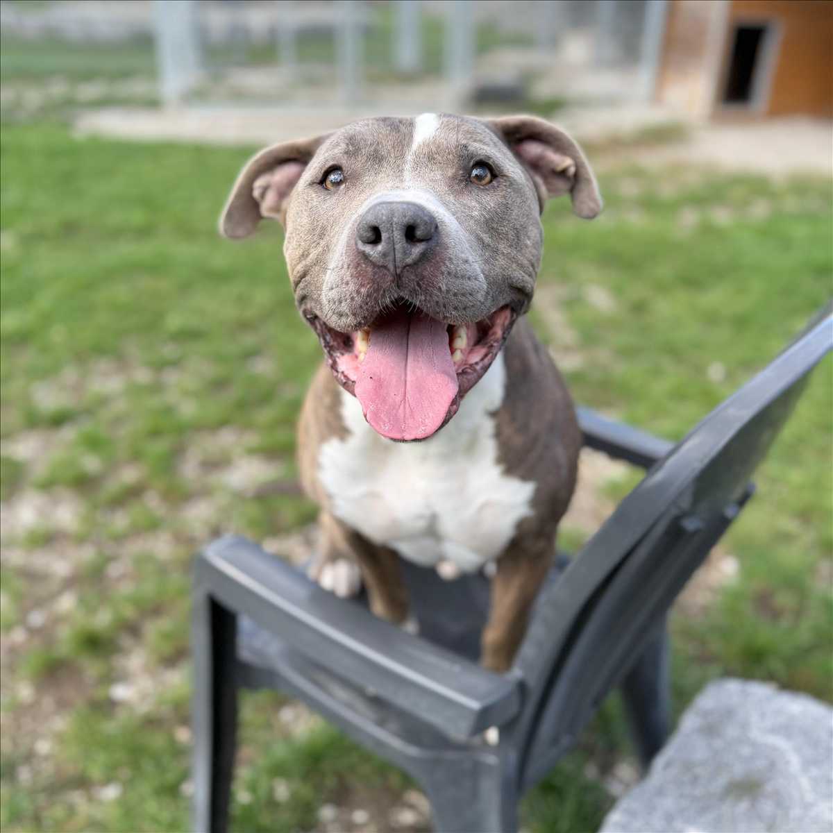 OTTO – American Staffordshire Terrier, Mix, männlich, 6 Jahre, 81829 München – zur Adoption