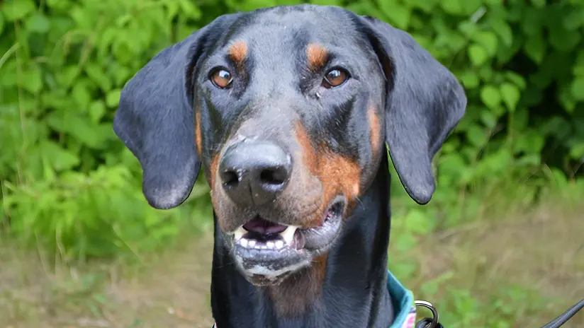 Cobi – Dobermann, männlich, 3 Jahre, 5 Monate, 13057 Berlin – zur Adoption