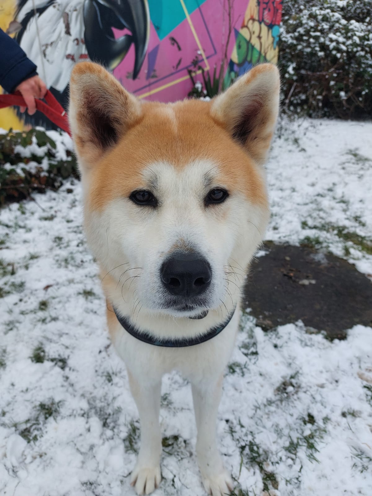 Hachiko – Akita Inu, männlich, 1 Jahr, 50969 Köln-Zollstock – zur Adoption
