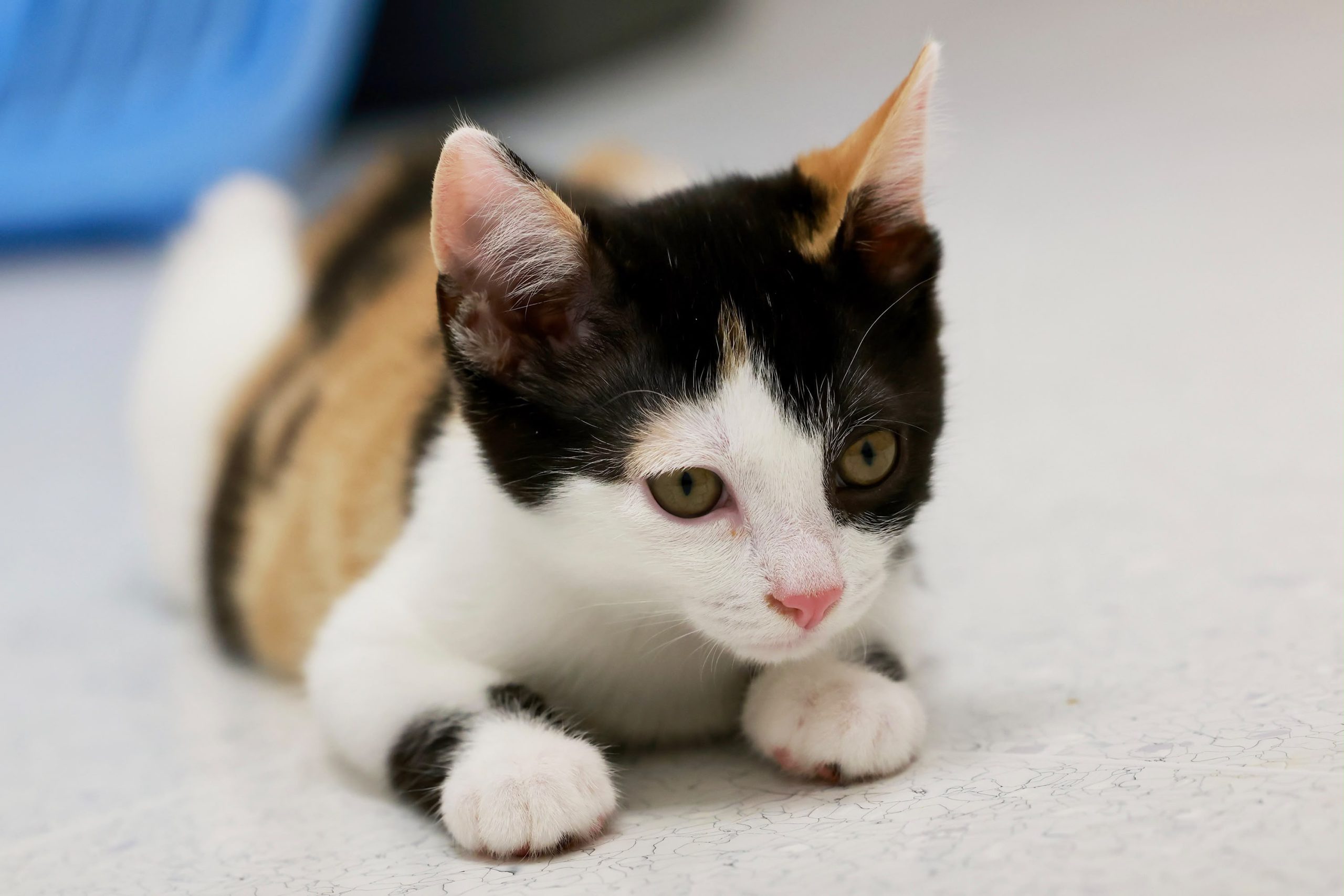 Umi – EKH, weiblich, 97816 Lohr – zur Adoption