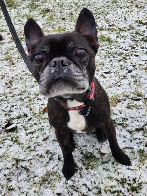 Herby – Französische Bulldogge-Bosten Terrier-Mix, männlich, 9 Jahre, 8 Monate, 70195 Stuttgart-Botnang – zur Adoption