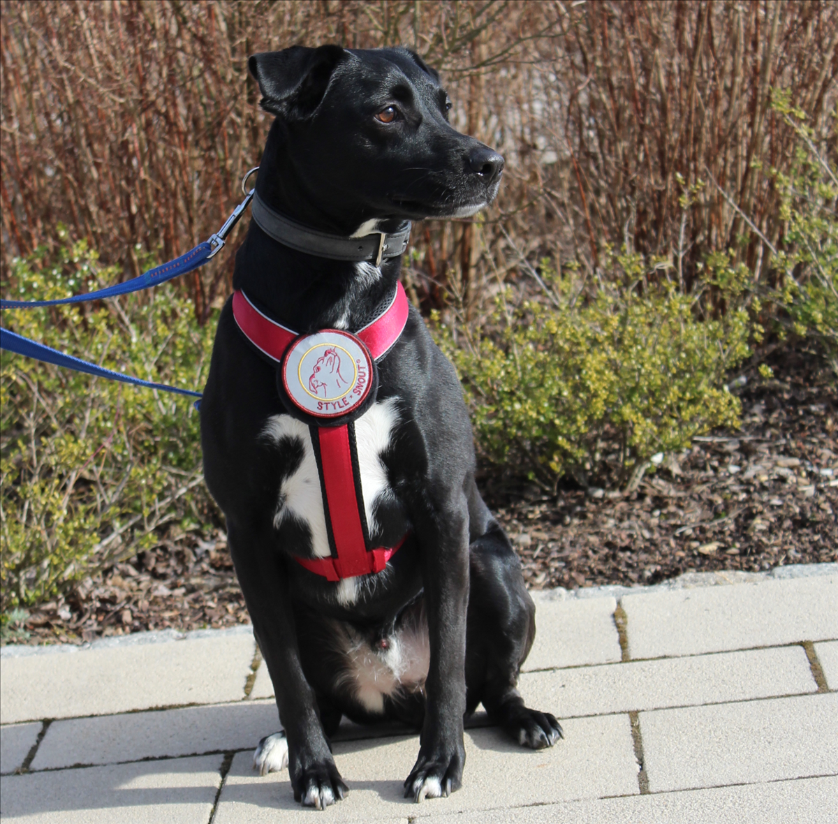 ASHTON – Labrador, Mix, männlich, 3 Jahre, 7 Monate, 81829 München – zur Adoption