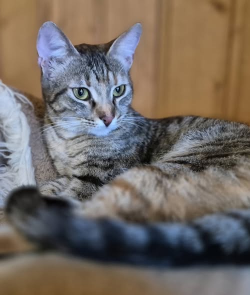 Bella – EKH, männlich, 50823 Köln – zur Adoption