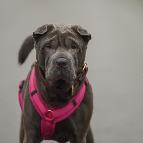 Suki