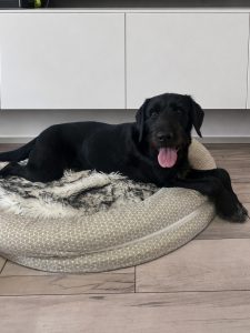 Pascha – Drahthaar-Mix, männlich, 4 Jahre, 97525 Schwebheim – zur Adoption