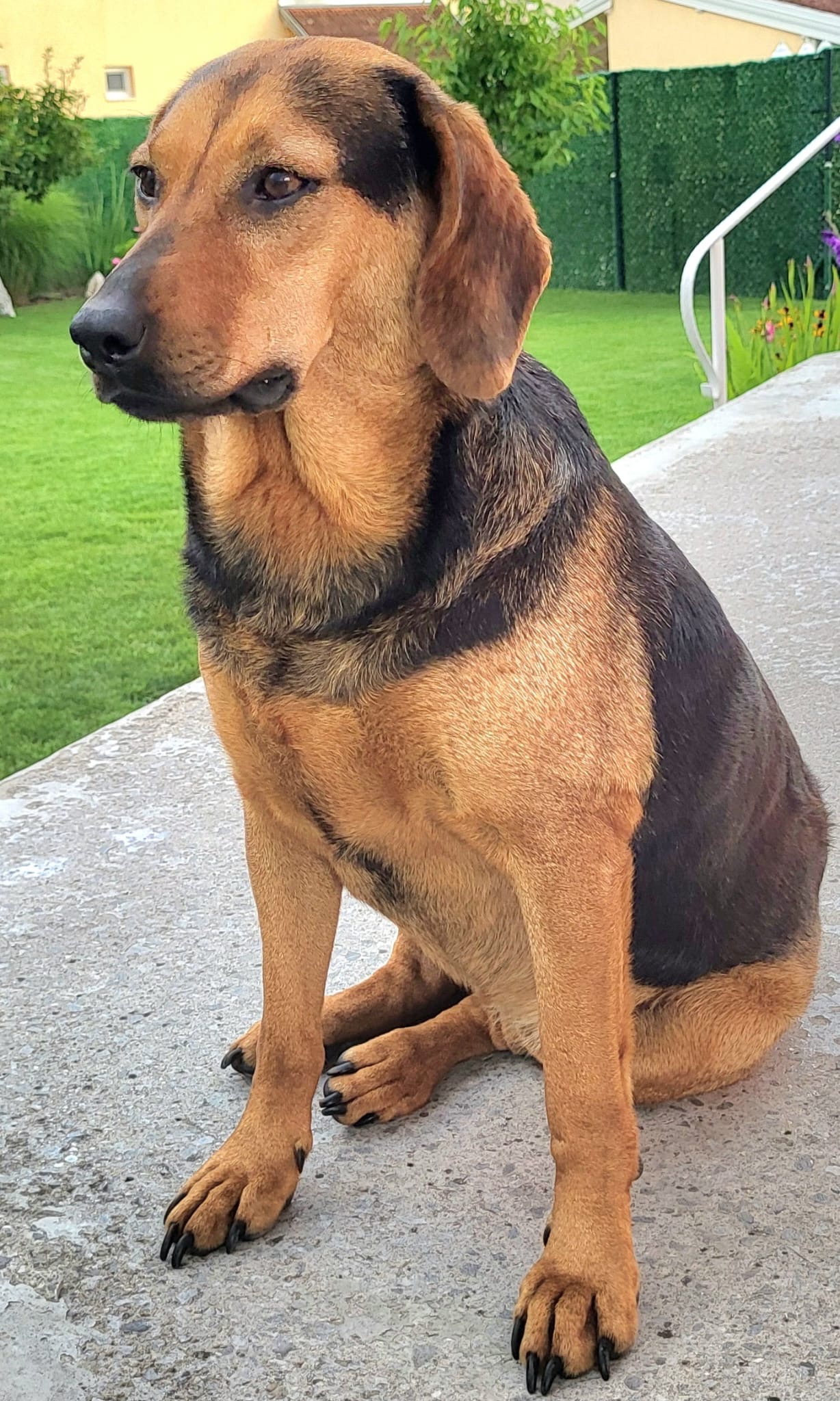 Mila (Milli)