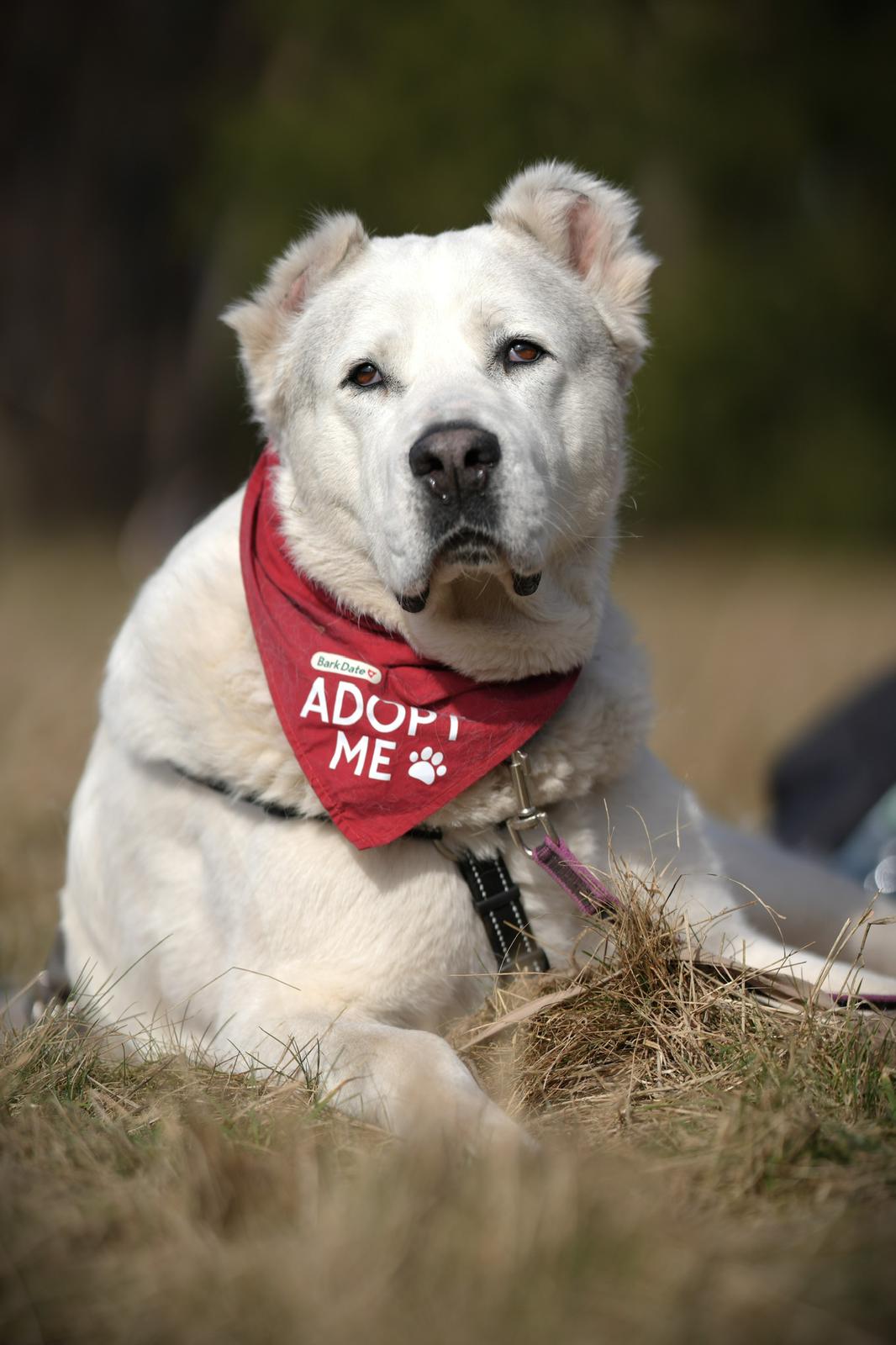 Buba – Herdenschutzhund-Mischling, weiblich, 5 Jahre, 21379 Scharnebeck – zur Adoption