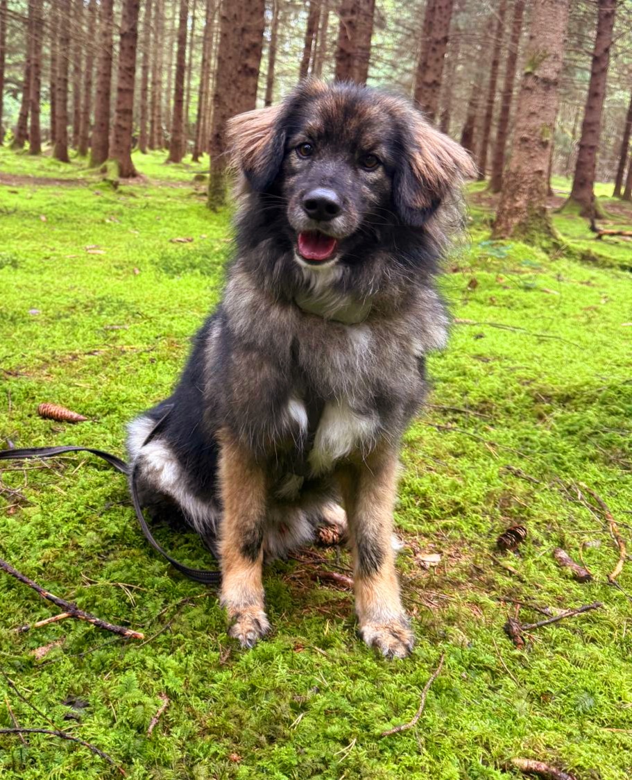 Brezel – Mischling (Herdenschutzhund-Mix), männlich, 4 Jahre, 1 Monate, 90579 Langenzenn – zur Adoption
