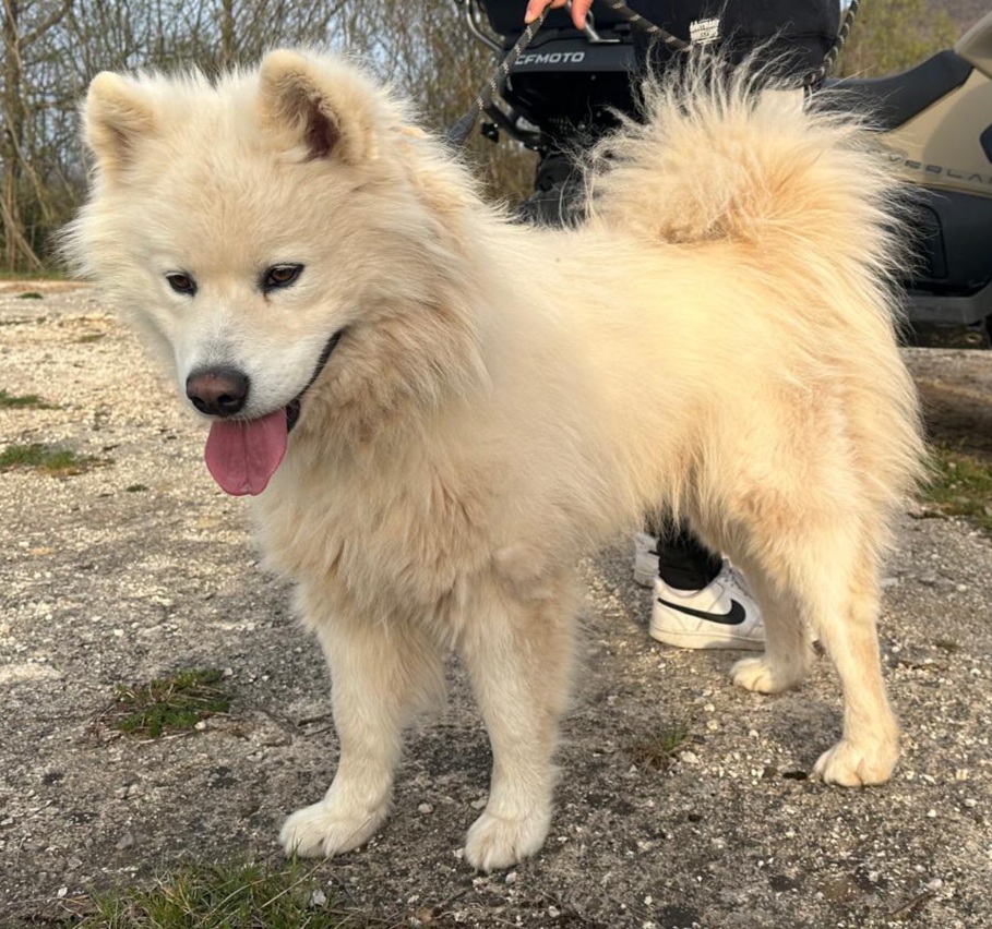 Lord – Samojede, männlich, 4 Jahre, Gračac, Kroatien – zur Adoption