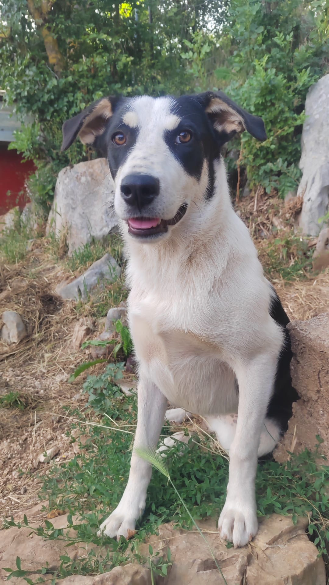 Panda – Hund, weiblich, 1 Jahr, Gračac, Kroatien – zur Adoption