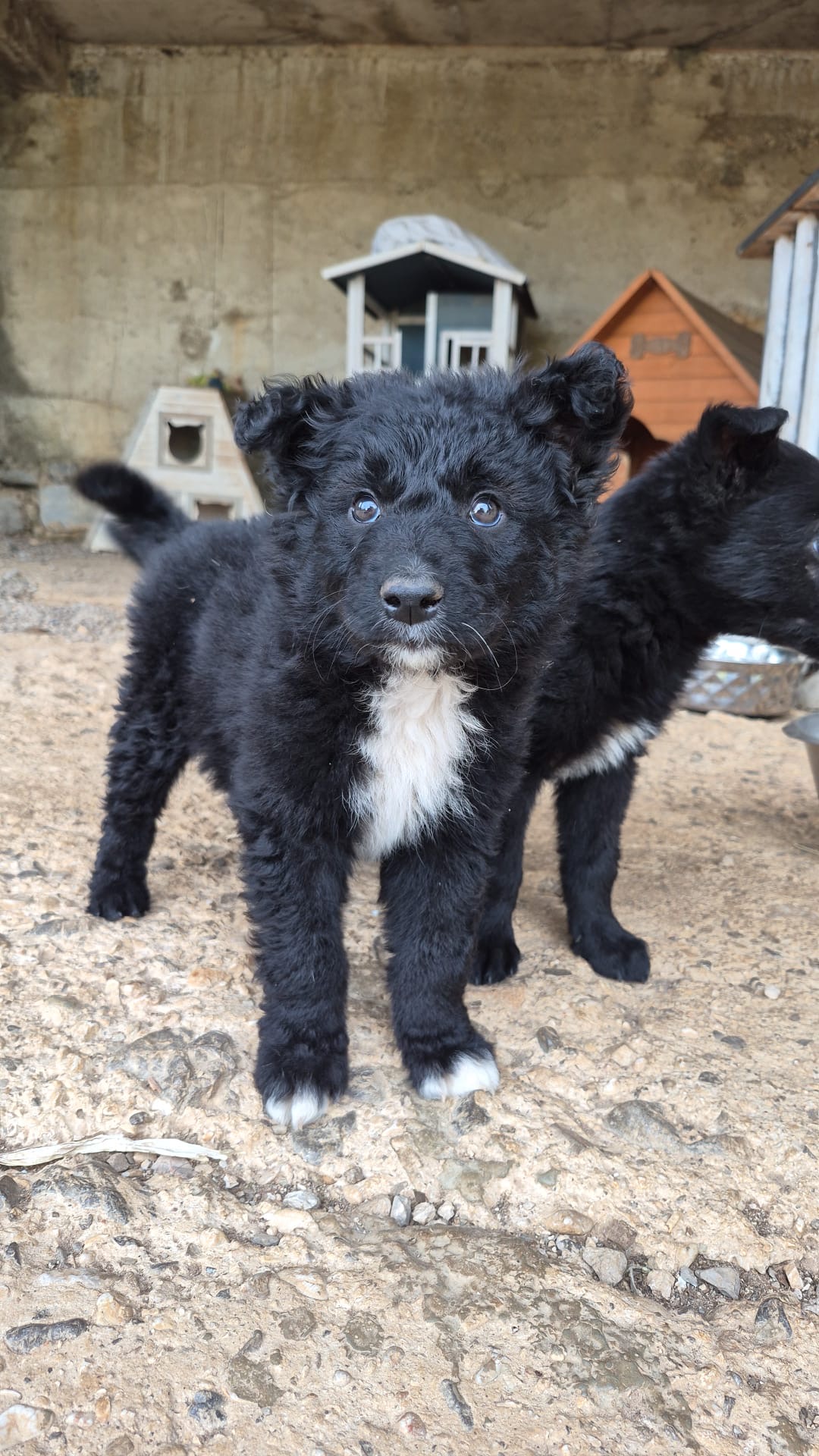 Brajkovic 1 – Kroatischer Schäferhund-Mix, männlich, Gračac, Kroatien – zur Adoption