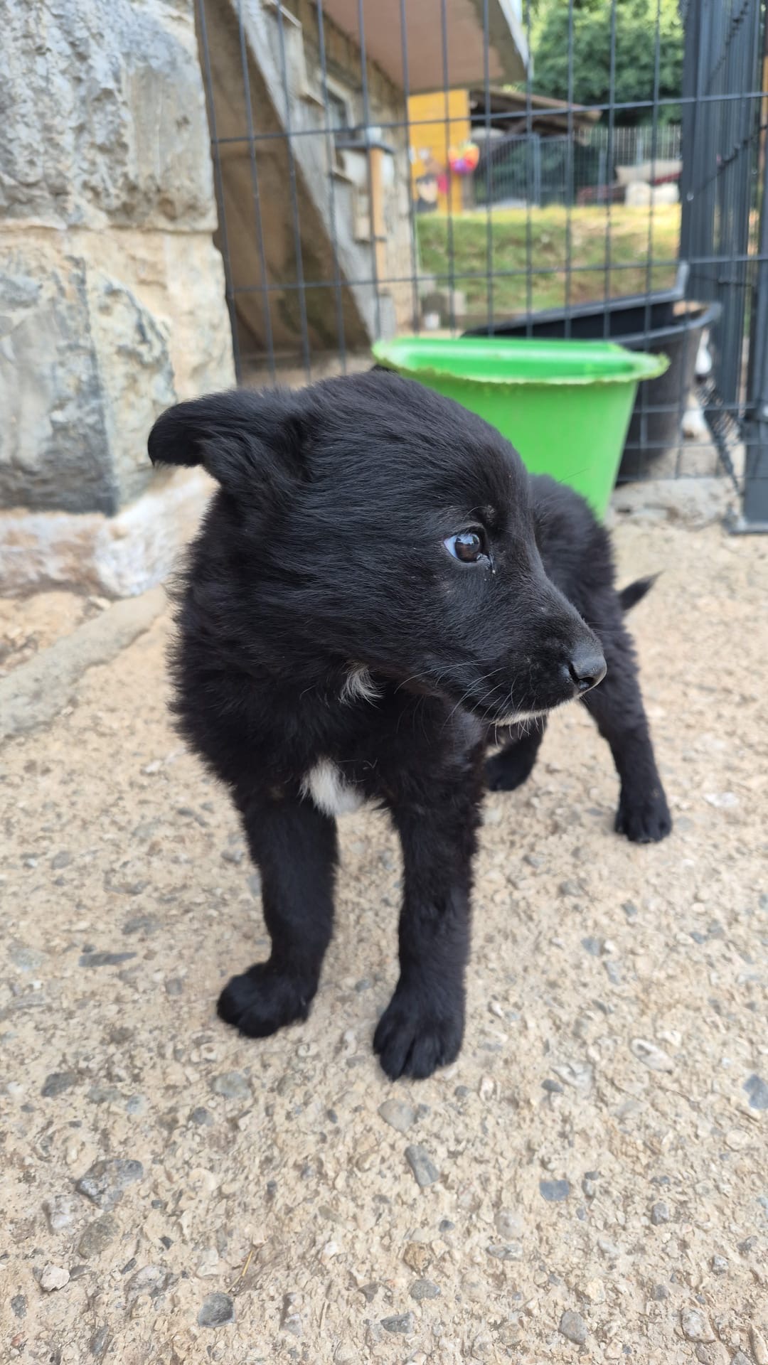 Brajkovic 2 – Kroatischer Schäferhund-Mix, männlich, Gračac, Kroatien – zur Adoption