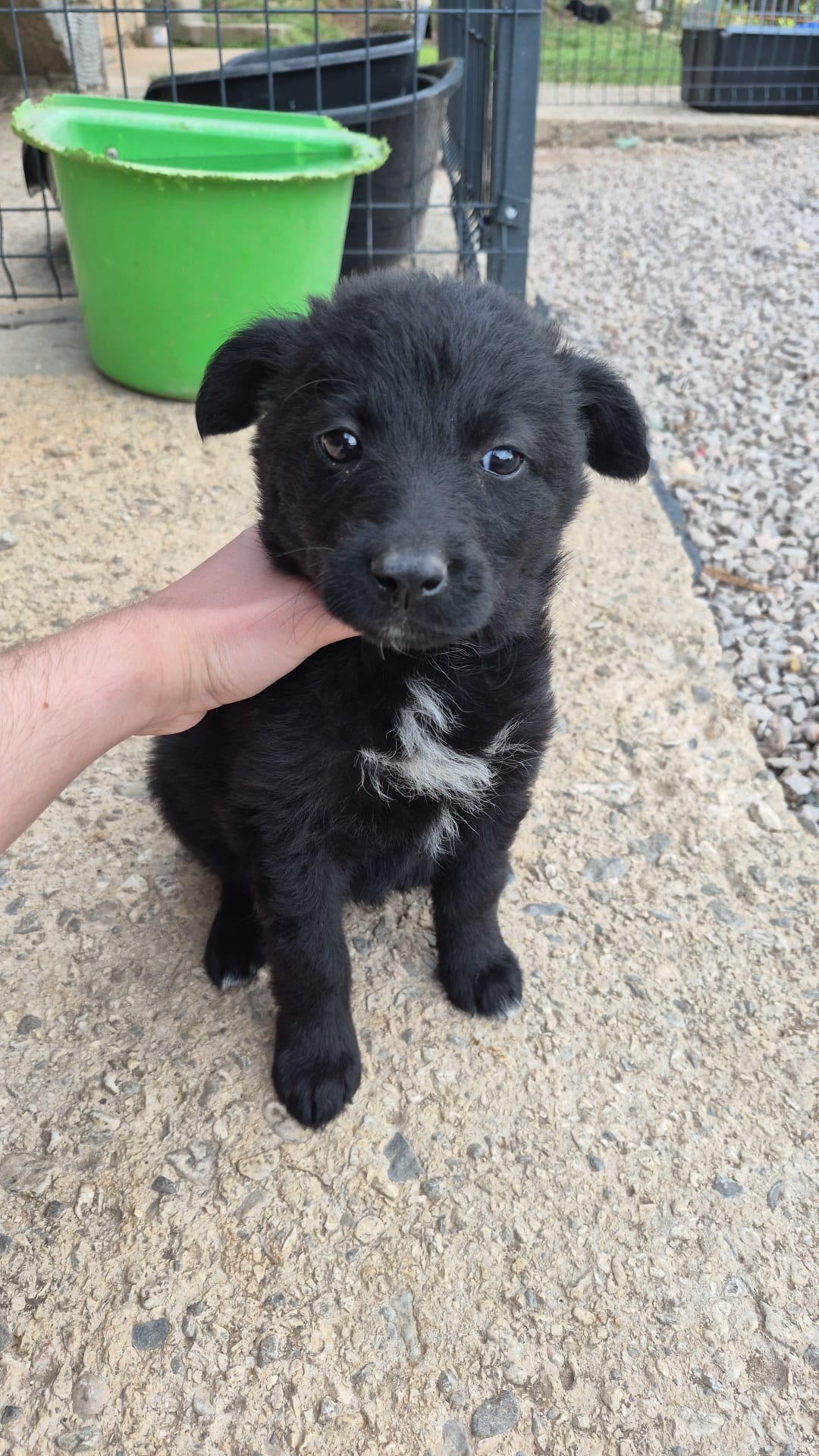 Brajkovic 3 – Kroatischer Schäferhund-Mix, weiblich, Gračac, Kroatien – zur Adoption