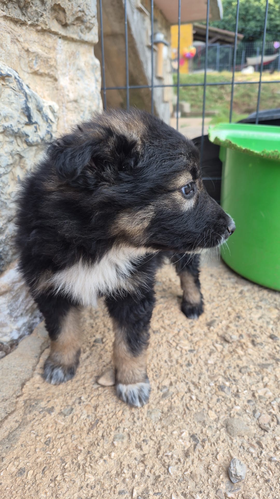 Brajkovic 4 – Kroatischer Schäferhund-Mix, männlich, Gračac, Kroatien – zur Adoption
