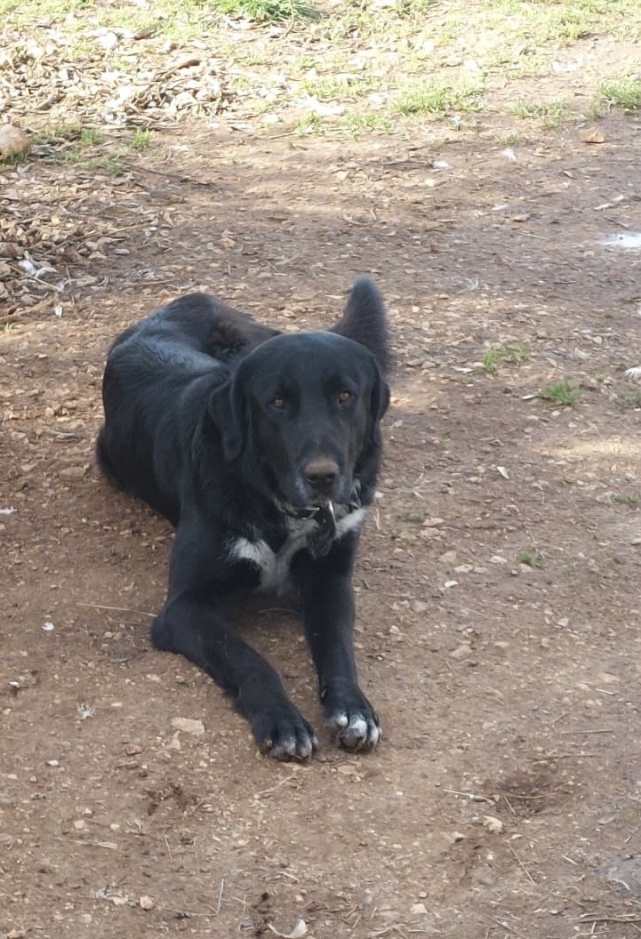 Zorro – Hund, männlich, 1 Jahr, 11 Monate, Pflegestelle in Kroatien – zur Adoption