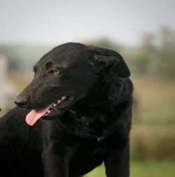 Ogi – Hund, männlich, 3 Jahre, 5 Monate, Oaza Šapica, Kroatien – zur Adoption