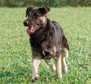 Toto – Hund, männlich, 3 Jahre, 5 Monate, Oaza Šapica, Kroatien – zur Adoption