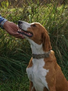 Lucky – Save-Bracke, männlich, 6 Jahre, 3 Monate, Oaza Šapica, Kroatien – zur Adoption