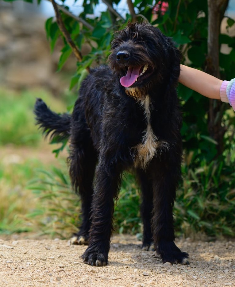 Frida – Schnauzer-Terrier-Mischling, weiblich, 3 Jahre, 11 Monate, Oaza Šapica, Kroatien – zur Adoption