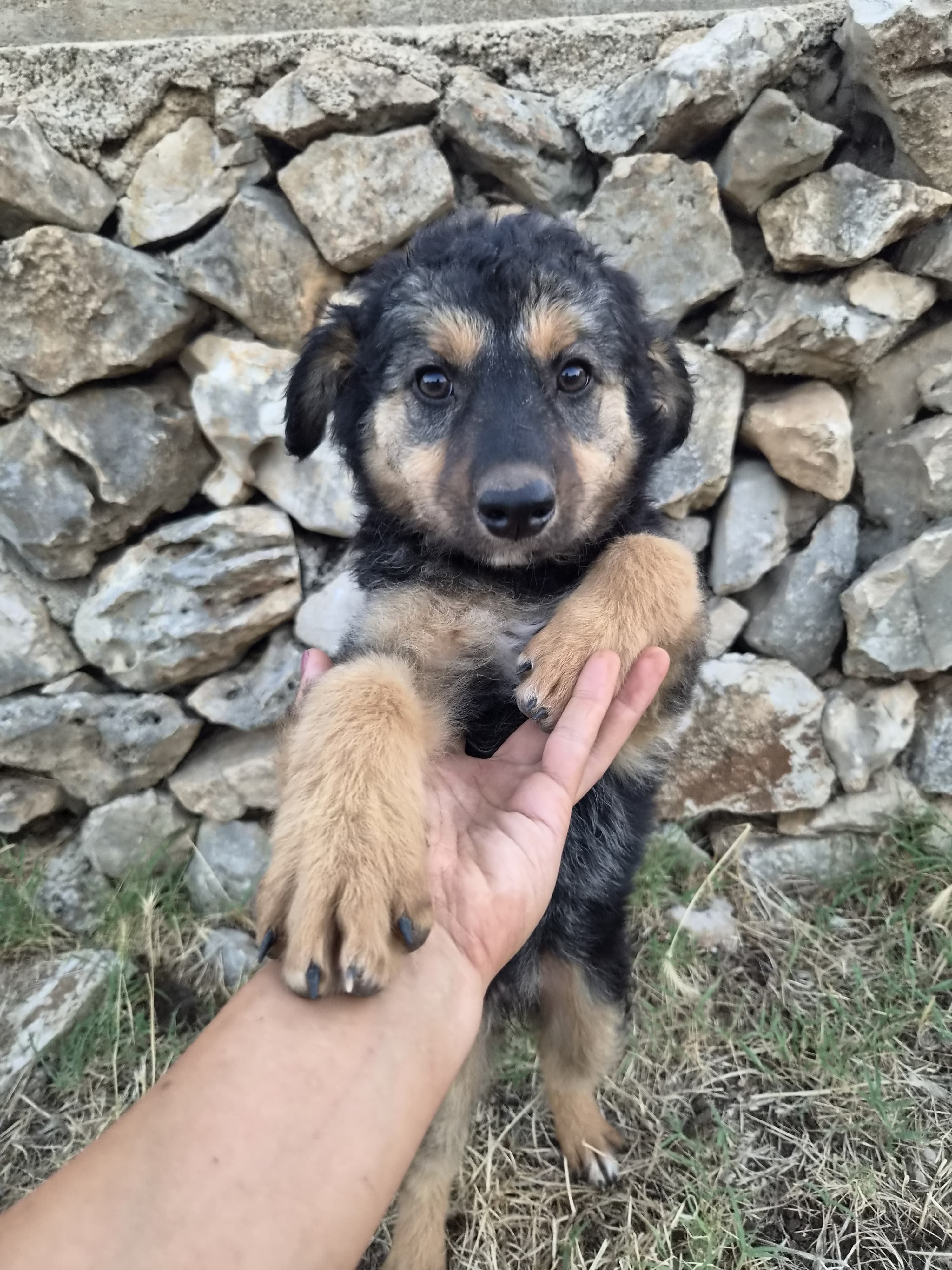 Bianca – Hund, weiblich, 4 Monate, Oaza Šapica, Kroatien – zur Adoption