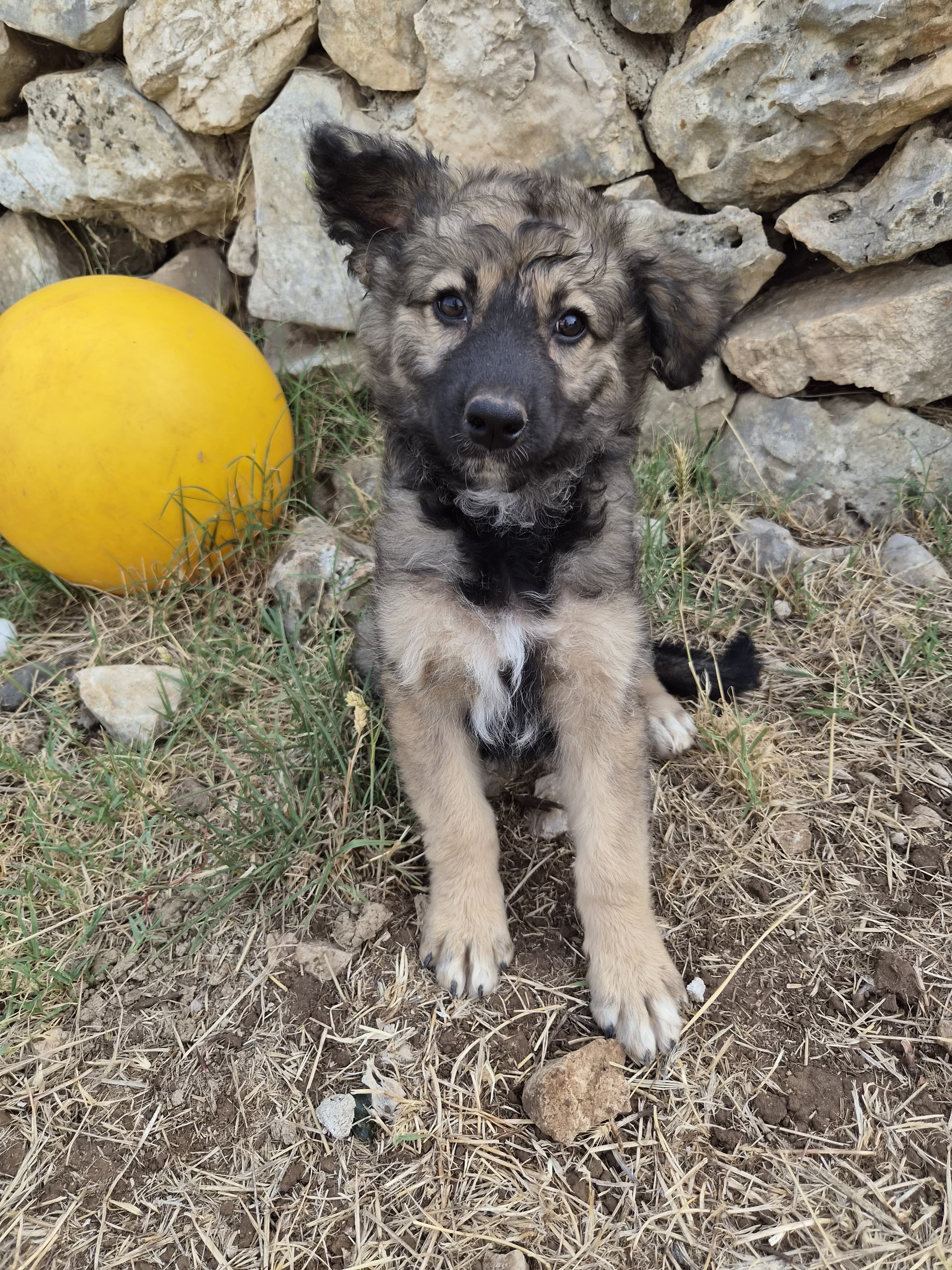 Bella – Hund, weiblich, 4 Monate, Oaza Šapica, Kroatien – zur Adoption