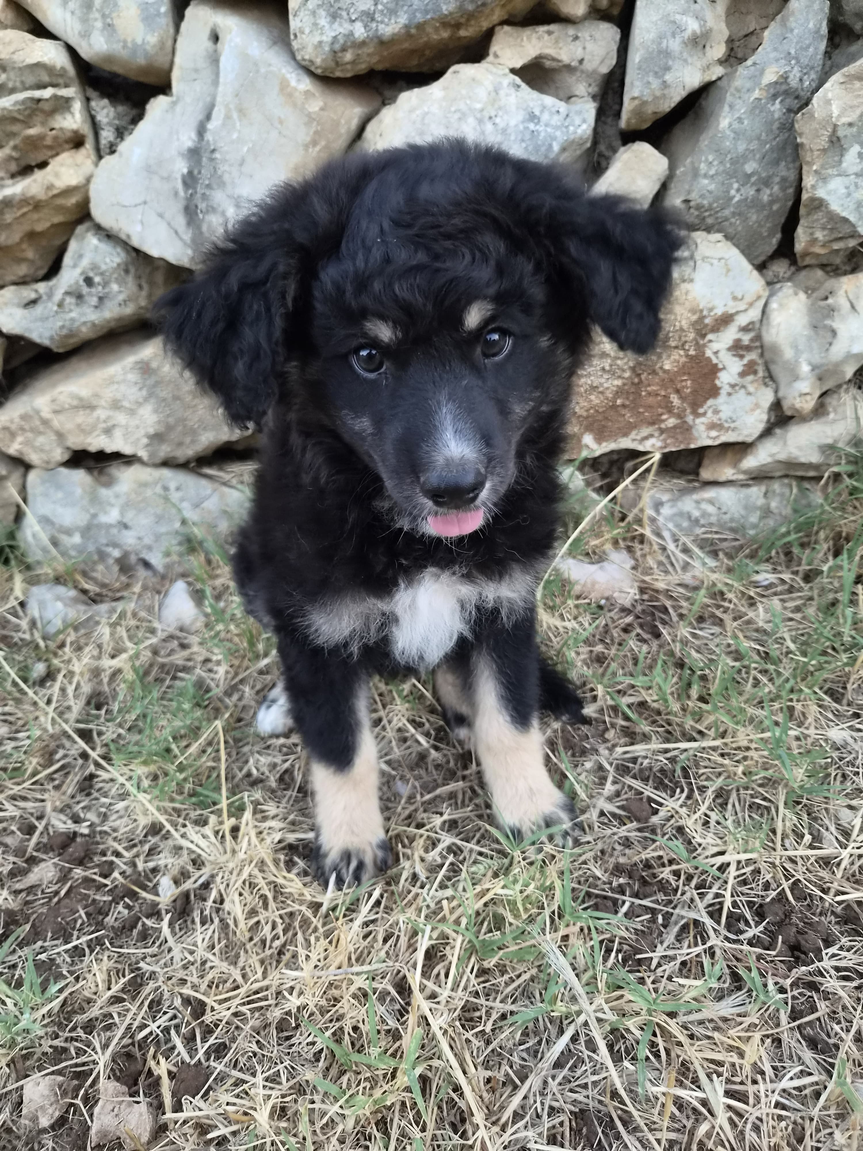 Bonno – Hund, männlich, 4 Monate, Oaza Šapica, Kroatien – zur Adoption