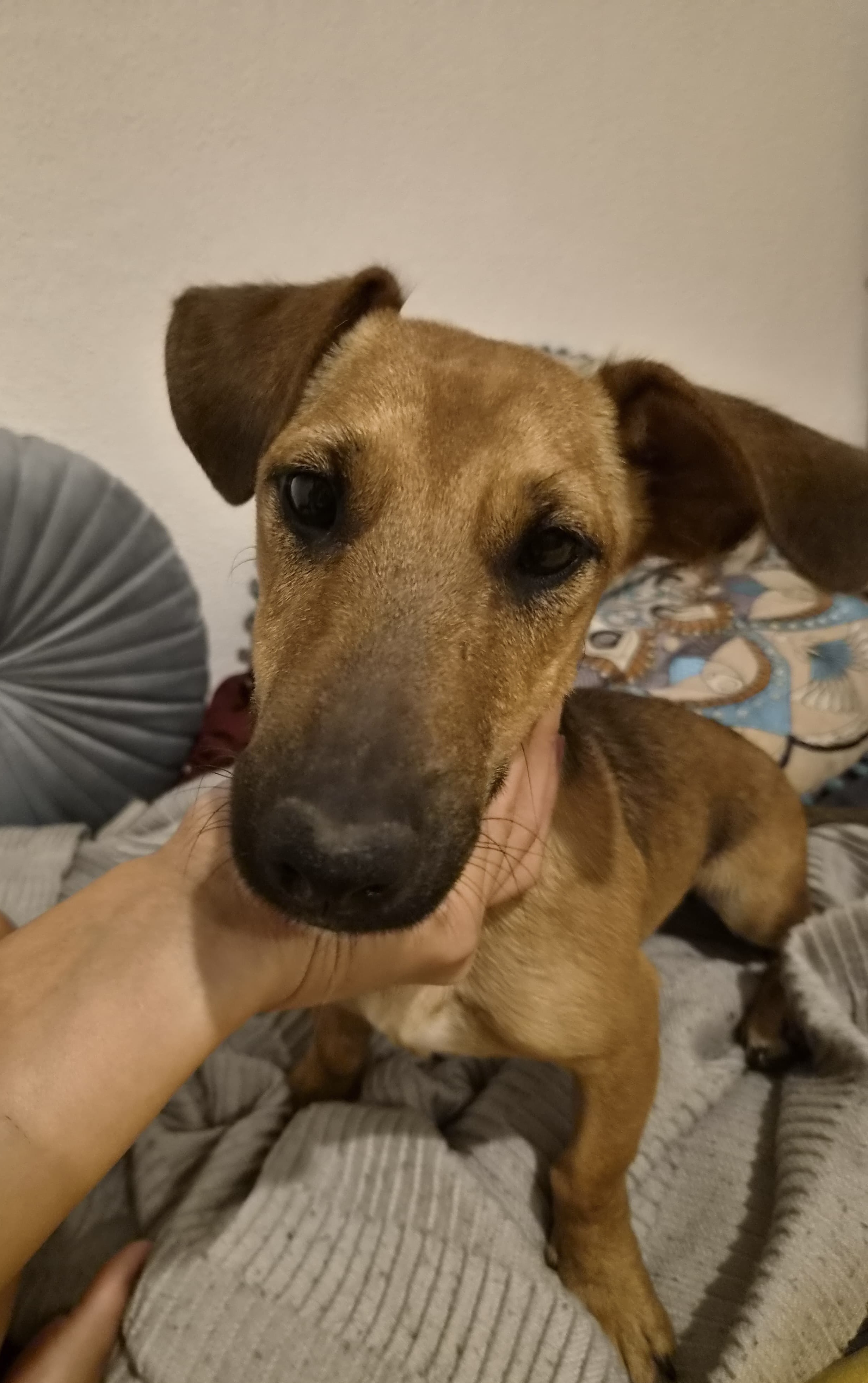 Šiljo – Jack-Russell-Dackel-Mischling, männlich, 8 Monate, Oaza Šapica, Kroatien – zur Adoption