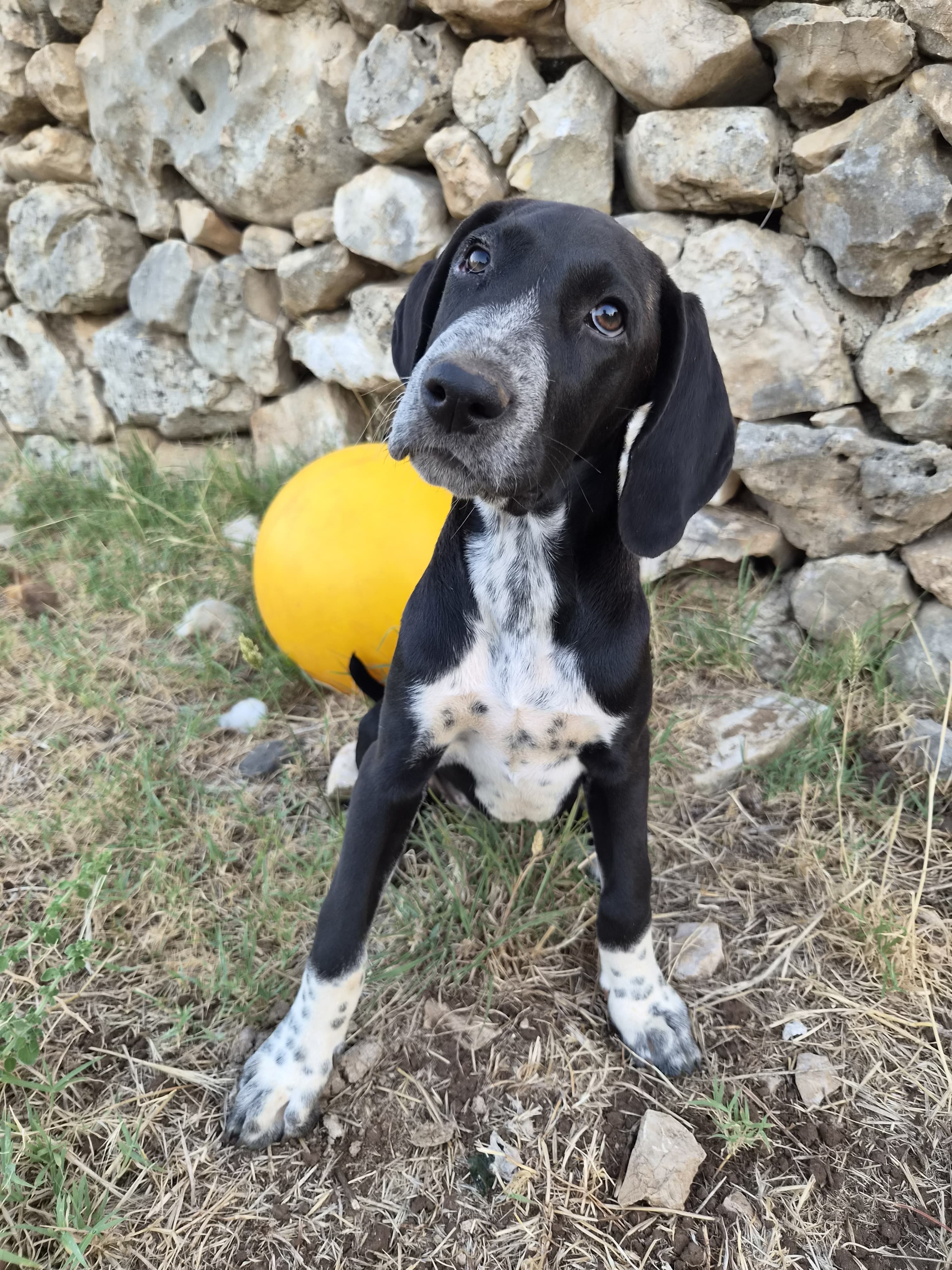 Donna – Mischling (vermutlich Jagdhund-Mischling), weiblich, 5 Monate, Oaza Šapica, Kroatien – zur Adoption