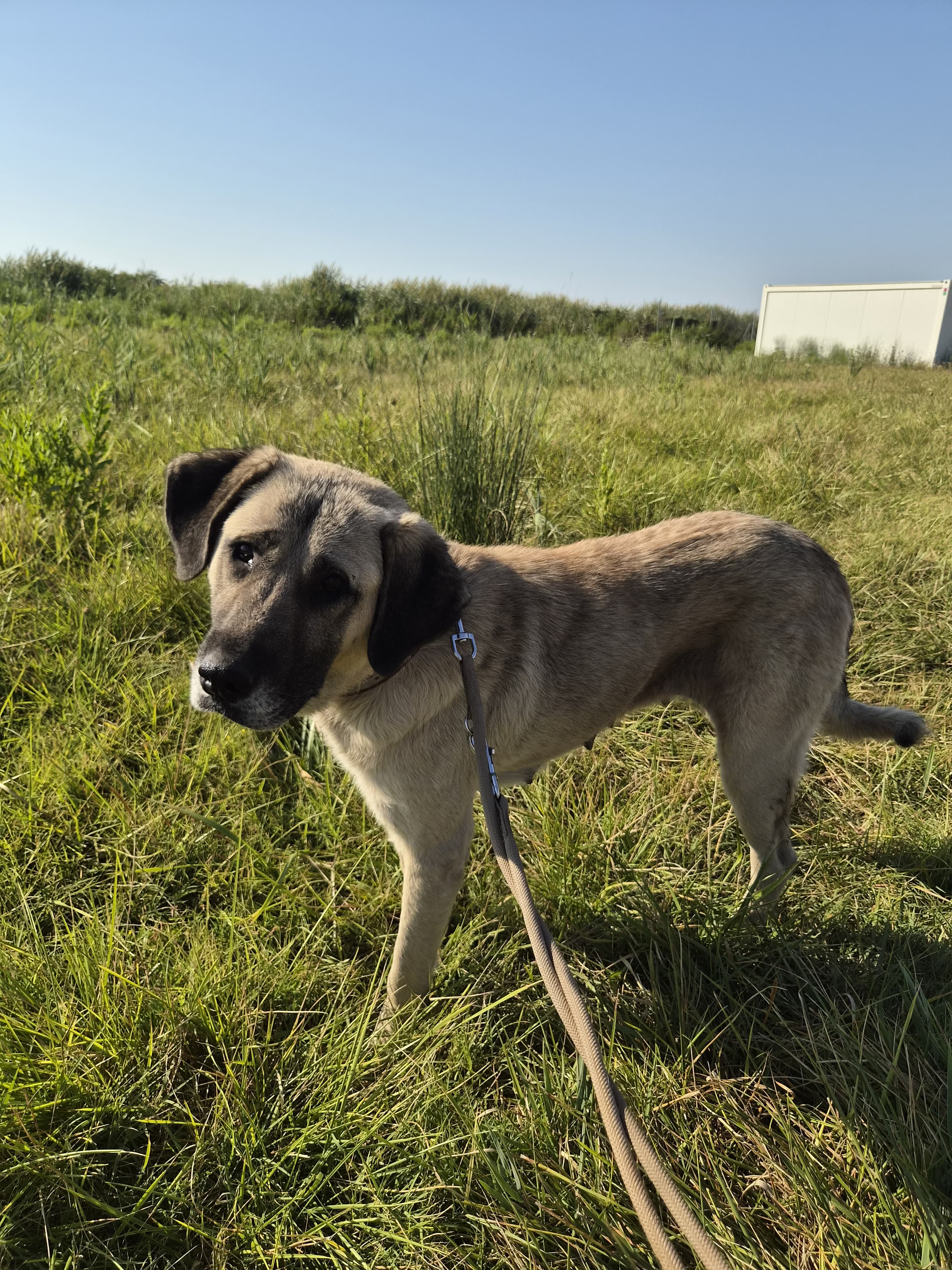Dona – Kangal-Mischling, weiblich, 2 Jahre, 5 Monate, Oaza Šapica, Kroatien – zur Adoption