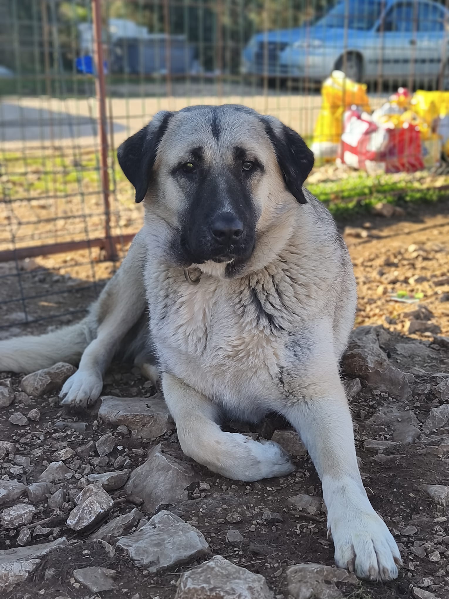 Sunny (Cura) – Kangal-Mix, weiblich, 3 Jahre, Oaza Šapica, Kroatien – zur Adoption