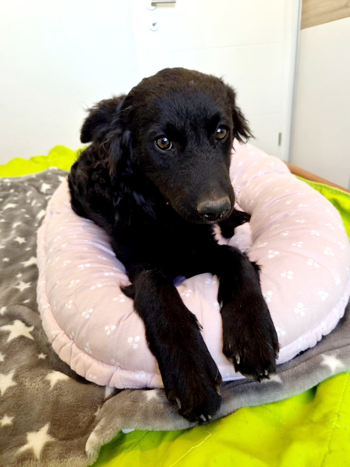 Penny – Hund, weiblich, 5 Monate, Oaza Šapica, Kroatien – zur Adoption