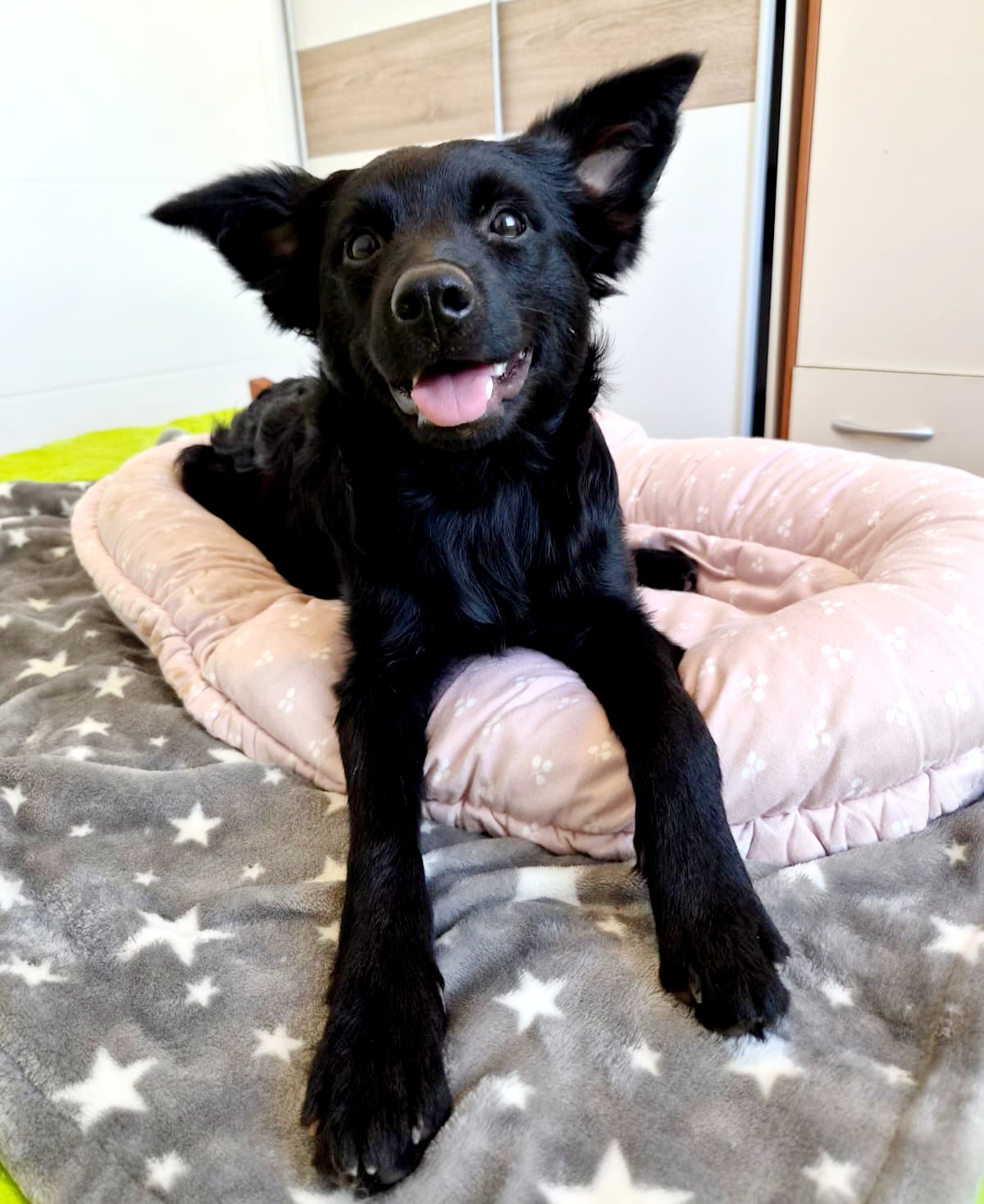 Palcica – Hund, weiblich, 5 Monate, Oaza Šapica, Kroatien – zur Adoption