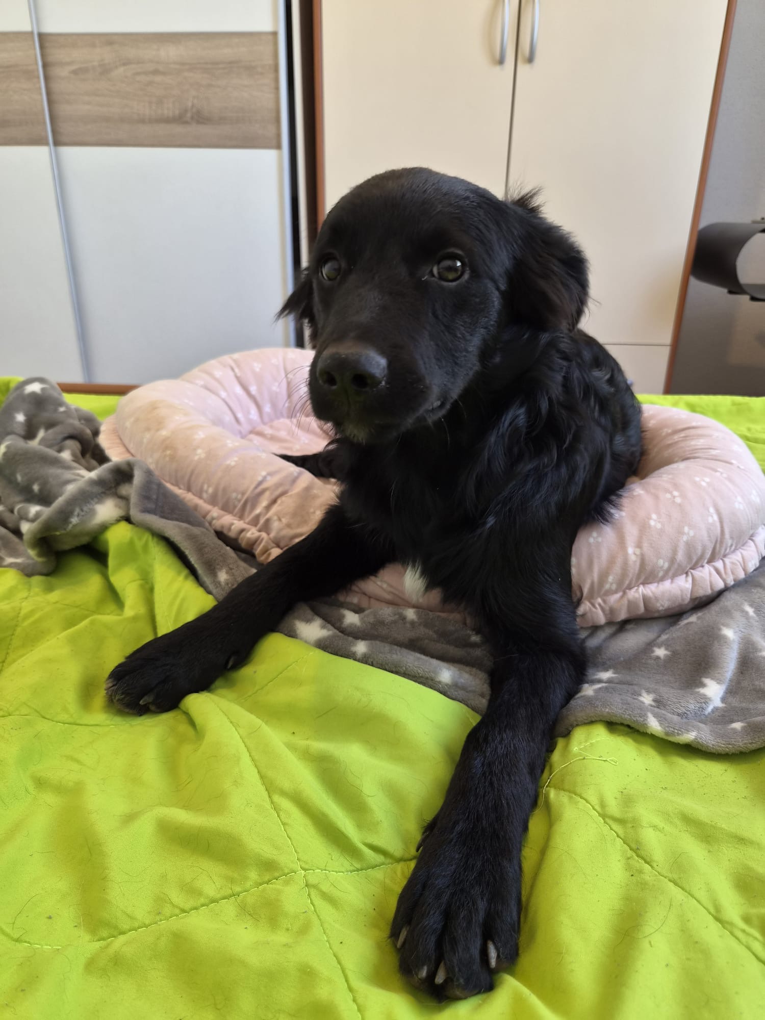 Pino – Hund, männlich, 5 Monate, Oaza Šapica, Kroatien – zur Adoption