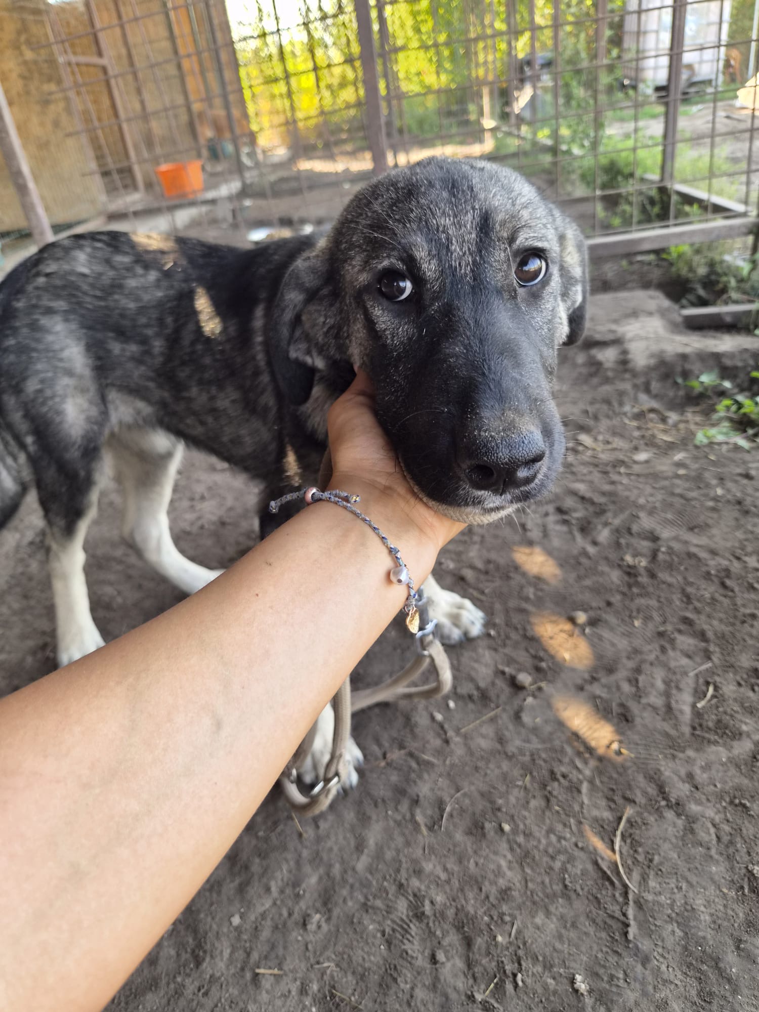 Stela – Kangal-Mischling, weiblich, 5 Monate, Oaza Šapica, Kroatien – zur Adoption