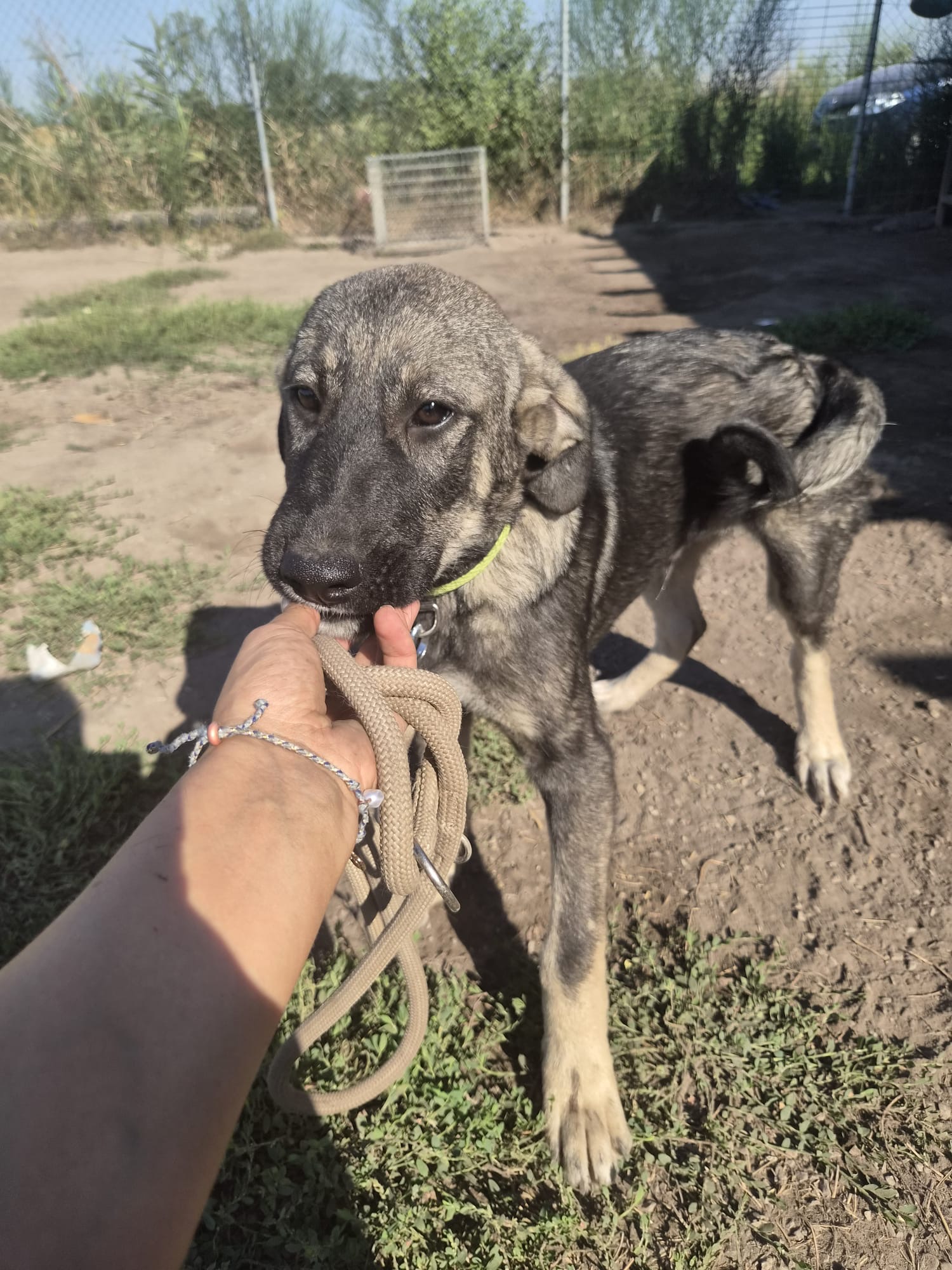Bruno – Kangal-Mischling, männlich, 5 Monate, Oaza Šapica, Kroatien – zur Adoption